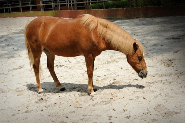 美しい茶色の馬 — ストック写真