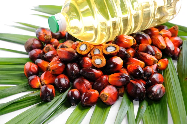 Palm Oil fruits Stock Photo by ©tristantan71 61171041