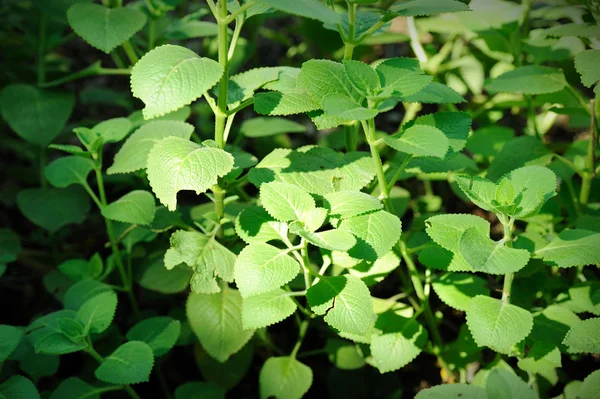 Hint hodan, po-ho (plectranthus amboinicus)