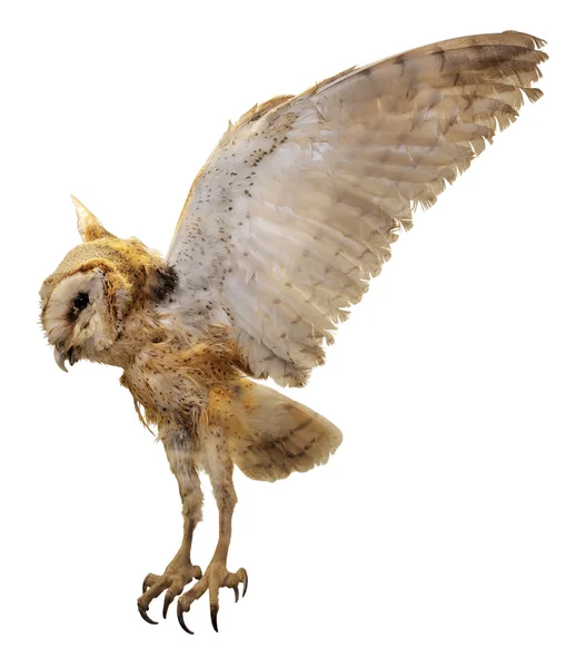 stock image Owl portrait