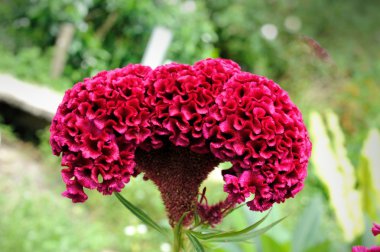 Cockscomb flowers in garden clipart