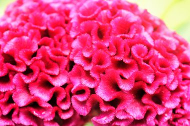 Cockscomb flowers clipart