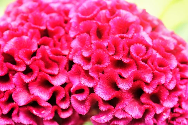 Cockscomb flowers — Stock Photo, Image