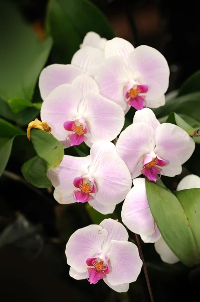 Kaunis orkidea puutarhassa. — kuvapankkivalokuva