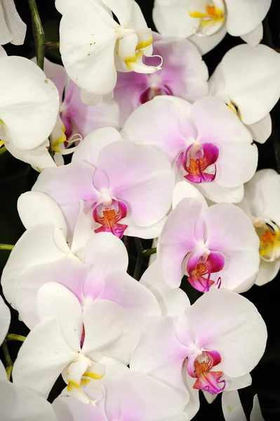 Hermosa orquídea en el jardín. —  Fotos de Stock