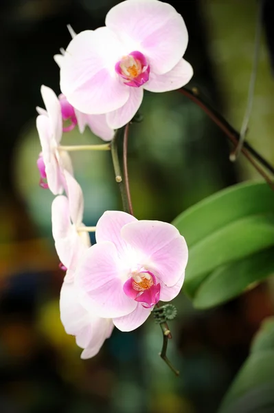 Kaunis orkidea puutarhassa. — kuvapankkivalokuva