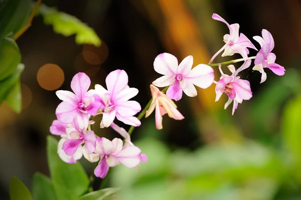 Hermosa orquídea en el jardín. — Foto de Stock