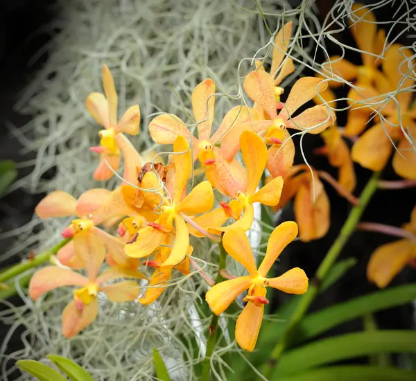Hermosa orquídea en el jardín. —  Fotos de Stock