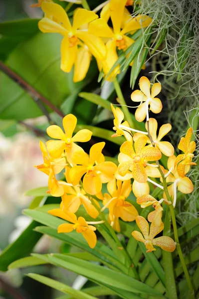 Krásná orchidej v zahradě. — Stock fotografie
