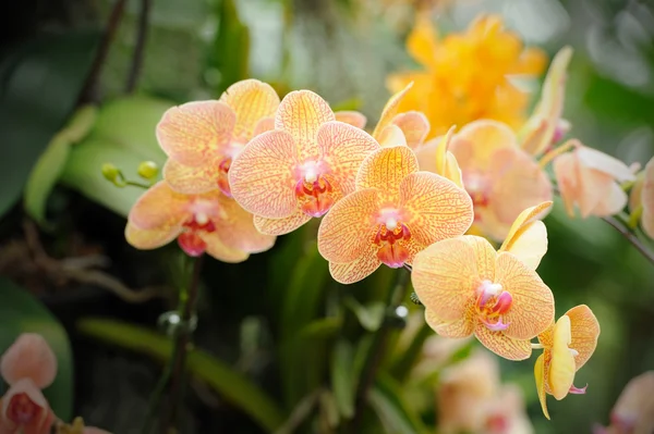 Bella orchidea in giardino. — Foto Stock