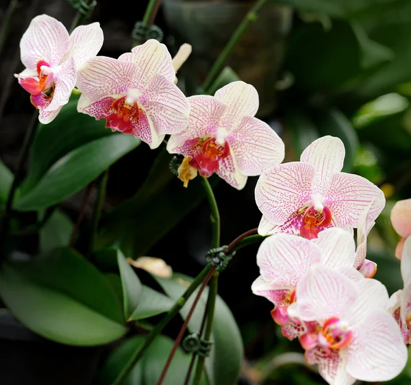 Bela orquídea no jardim. — Fotografia de Stock