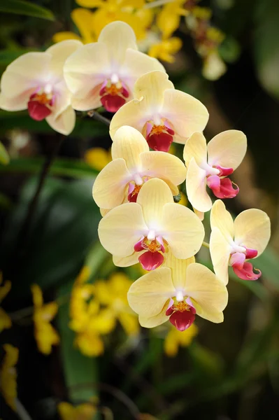 Hermosa orquídea en el jardín. — Foto de Stock