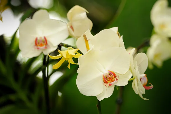 Krásná orchidej v zahradě. — Stock fotografie