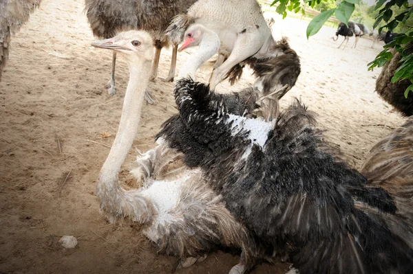 Ostriches farm — Stock Photo, Image