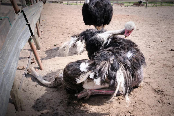 Granja de avestruces —  Fotos de Stock