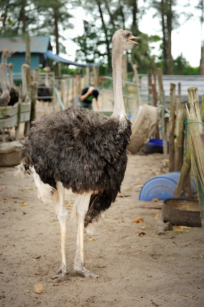 Ostriches farm — Stock Photo, Image