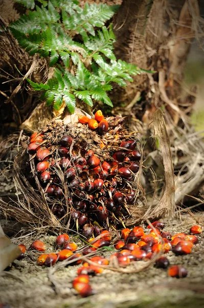 stock image Palm Oil fruits