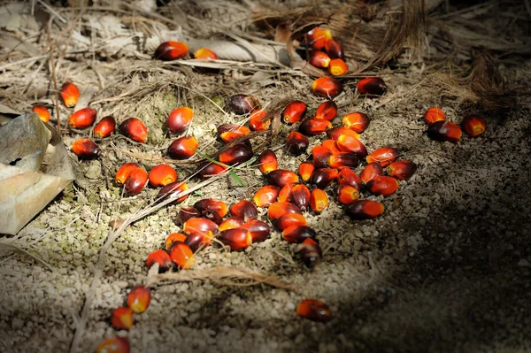 stock image Palm Oil fruits