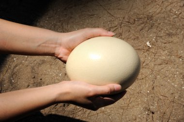 Devekuşu'nın yumurta