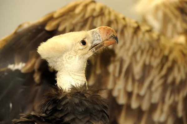 Schöner Adler — Stockfoto