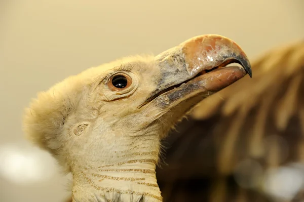 Frumos vultur — Fotografie, imagine de stoc
