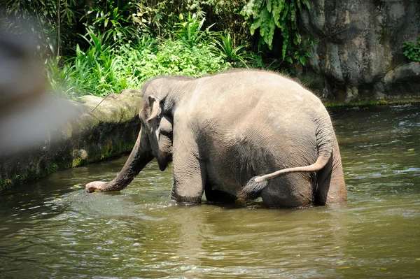 Asya fili — Stok fotoğraf