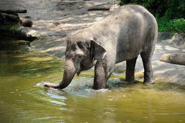 Asiatisk elefant - Stock-foto