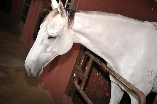 Belo cavalo branco — Fotografia de Stock
