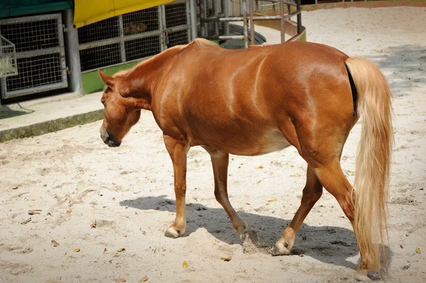 Gyönyörű barna ló — Stock Fotó