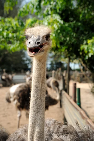 Ostrich’s head — Stock Photo, Image
