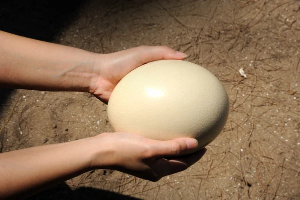 Страусиное яйцо — стоковое фото