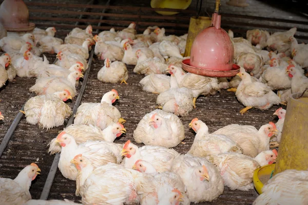 Kyckling i fjäderfä gård — Stockfoto