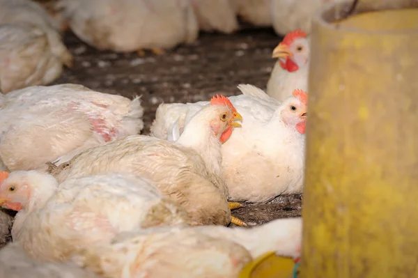 Hühner in Geflügelfarm — Stockfoto