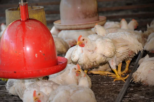 家禽農場で鶏します。 — ストック写真