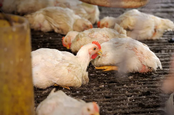 Pollo en granja avícola — Foto de Stock