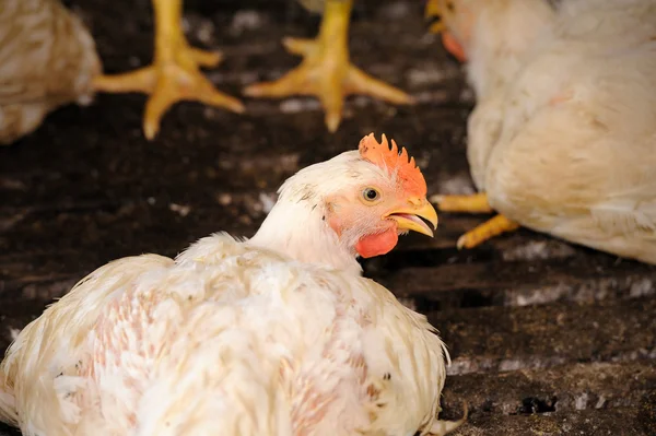 家禽農場で鶏します。 — ストック写真