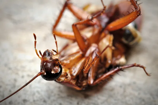 死蟑螂 — 图库照片