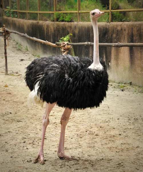 Mooie struisvogel — Stockfoto