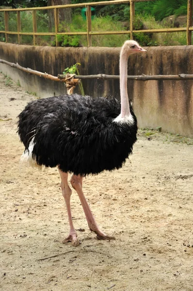 Beautiful Ostrich — Stock Photo, Image