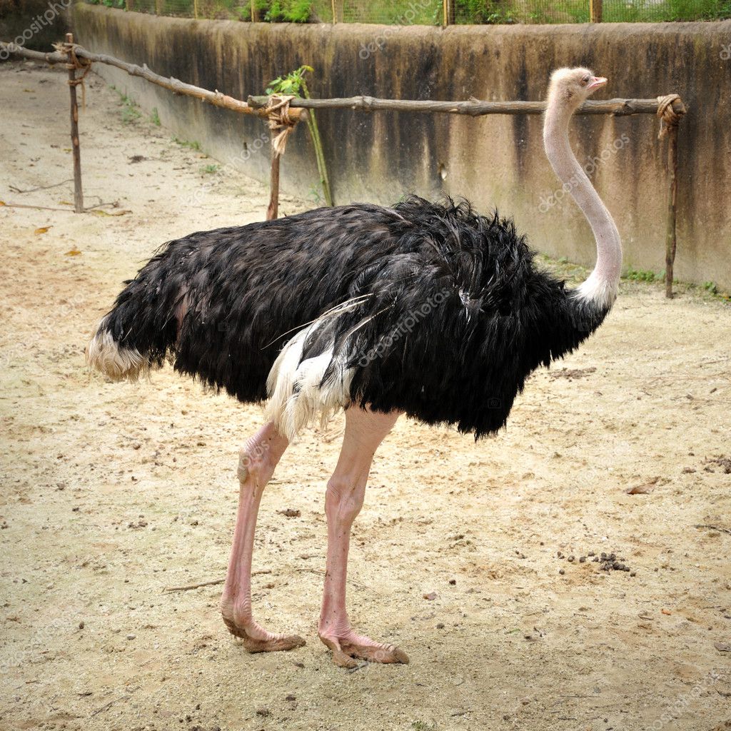 Ostrich 中文