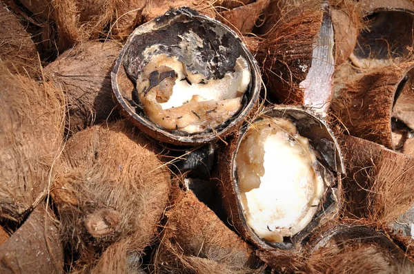 Coconut background — Stock Photo, Image