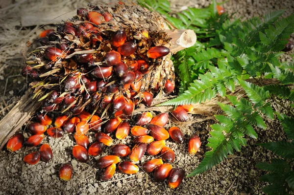 Palmöl-Früchte — Stockfoto