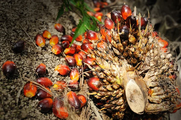 Olej palmowy owoce — Zdjęcie stockowe