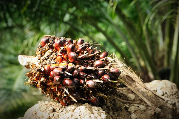 Palmolja frukter — Stockfoto