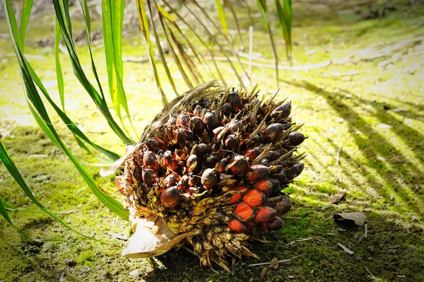 stock image Palm Oil fruits