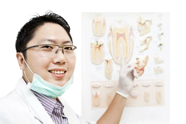 Dentista con anatomía dental —  Fotos de Stock