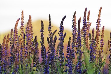 Adaçayı adaçayı (Salvia sclarea)