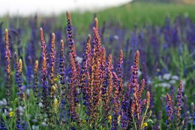 Clary Sage (Salvia sclarea) clipart