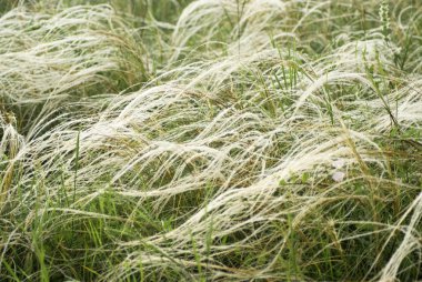 Feather-grass in a steppe. Texture clipart