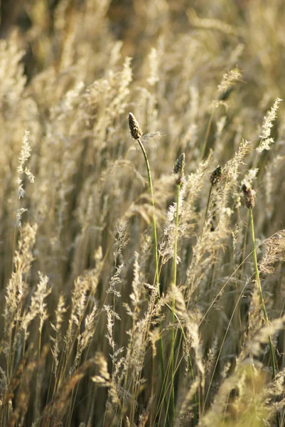 stock image Dry steppe grass